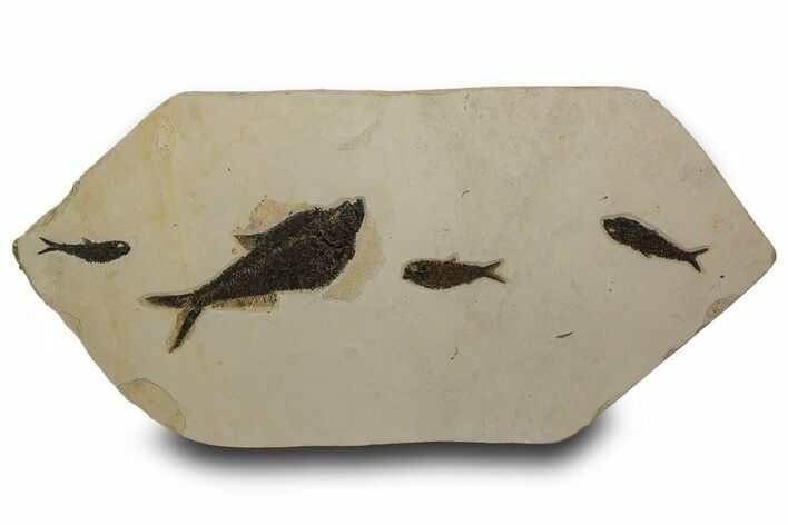 Plate of Four Fossil Fish (Diplomystus & Knightia) - Wyoming #301306